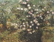 Vincent Van Gogh Rosebush in Blossom (nn04) oil painting on canvas